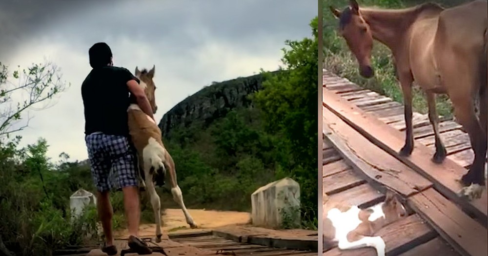 Trapped Foal Gets Beautiful Bridge Rescue 