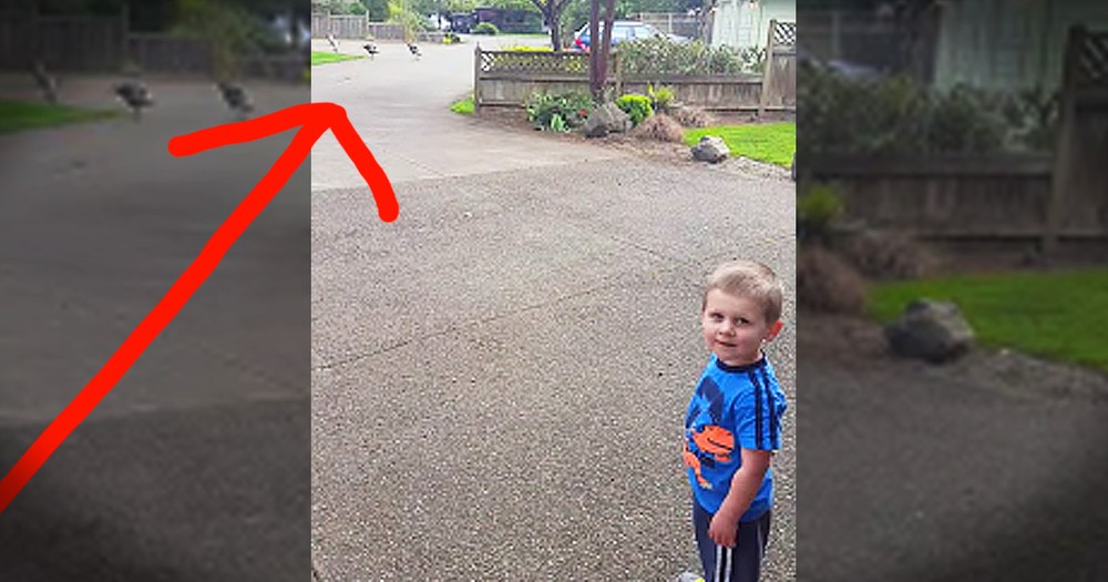2-Year-Old Boy Talking To Turkeys Will Crack You Up