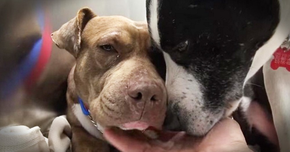 Rescue Of 2 Pit Bulls Will Melt Your Heart