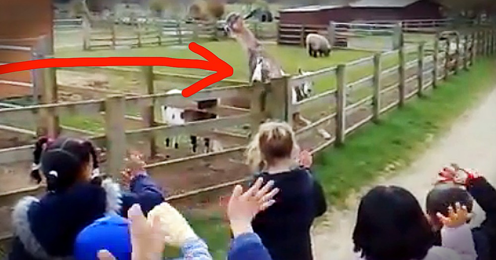 Friendly Waving Goat Will Make Your Day