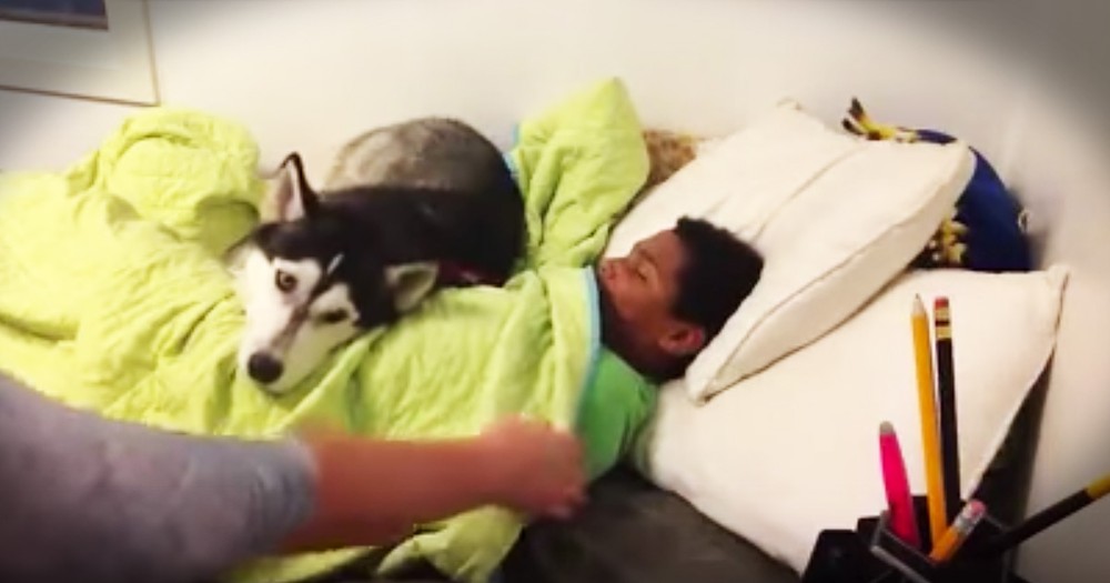  Funny Dog Is Determined To Not Let Boy Out Of Bed