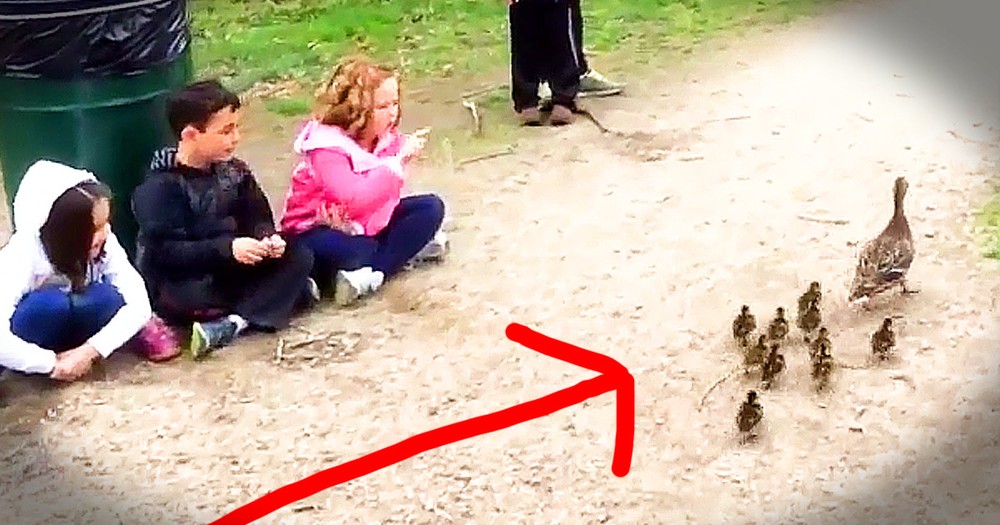 School Kids Help Momma Duck Get To The Water