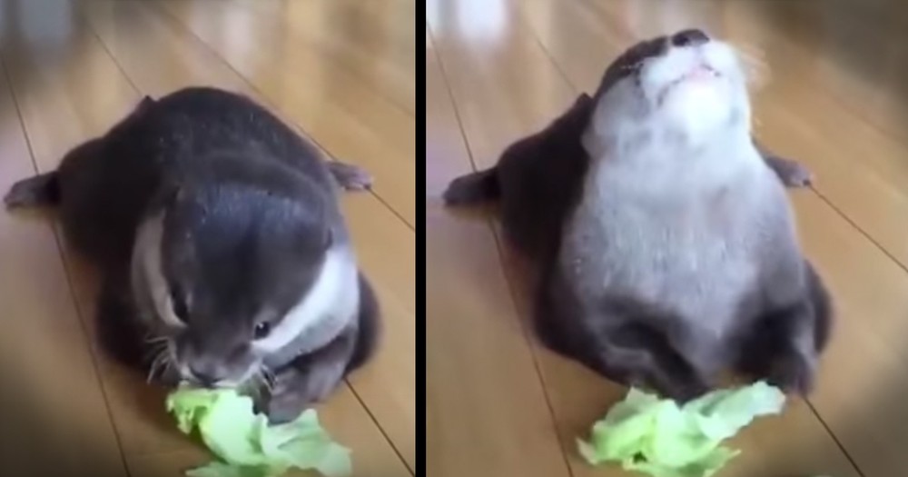 Precious Otter Snacking On Lettuce Will Make You Smile