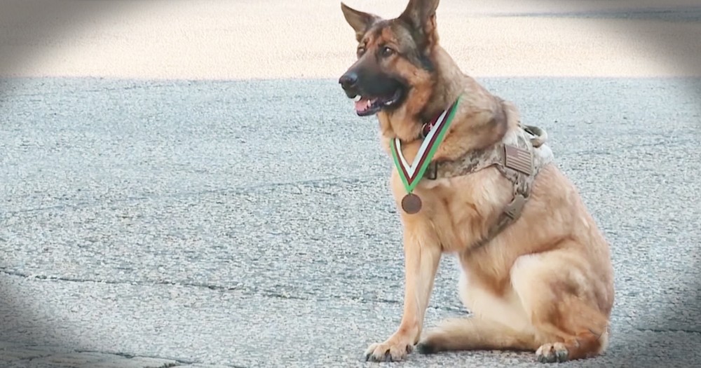 These 6 Dogs Are No Doubt Heroes