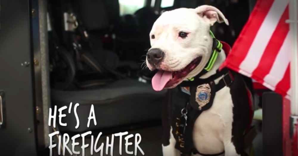 Dog Rescued From A Fire Now Helps Fight Them!