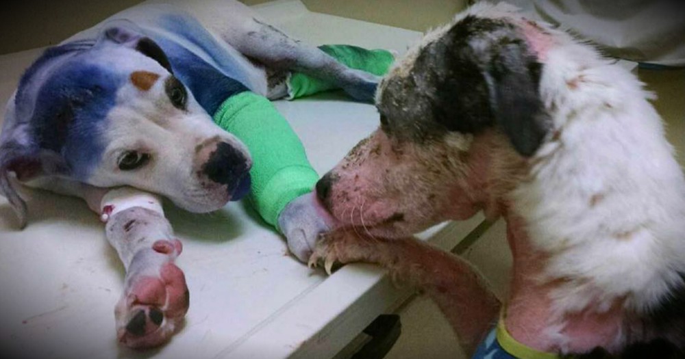 Shelter Dog Comforts A Severely Abused Puppy Before Surgery
