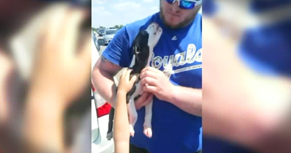 Puppy In A Hot Car's Baseball Game Rescue Is Shocking