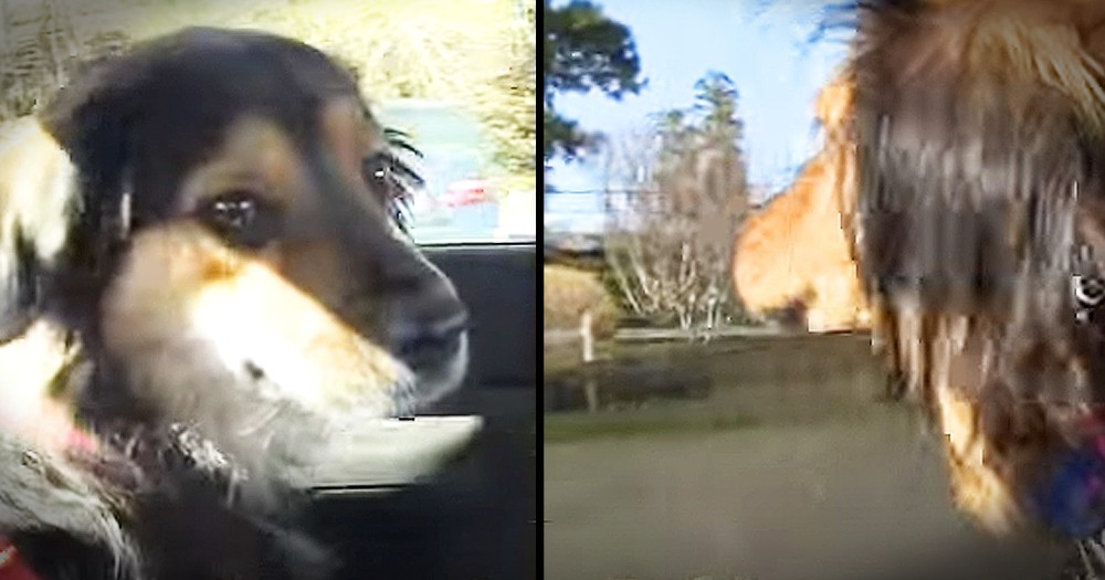 Dogs Who Survived Horrible Life Together Have Amazing Reunion 