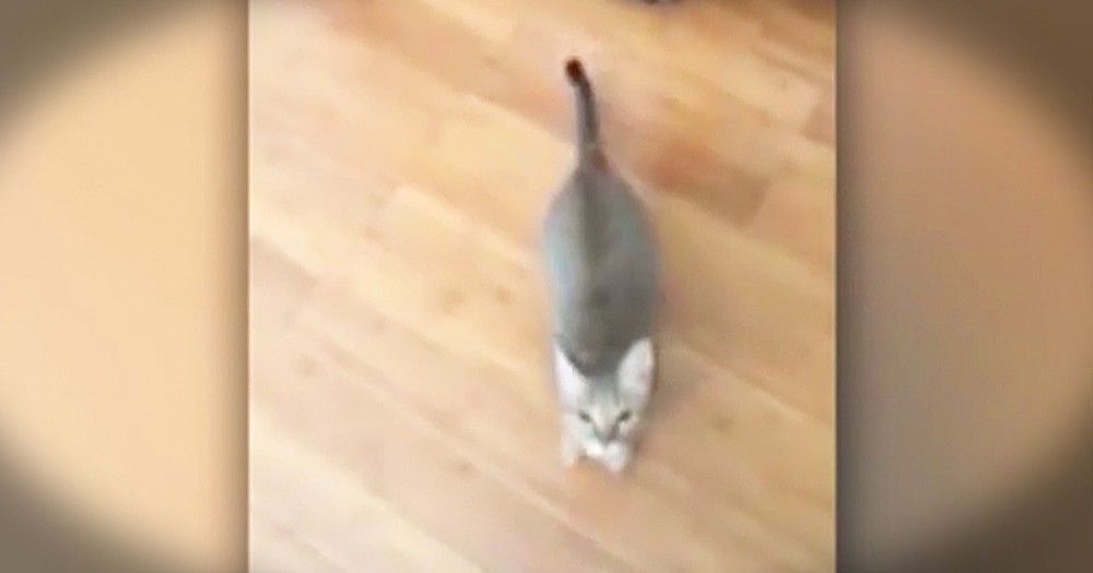 Funny Cat REALLY Doesn't Like When Owner Sings
