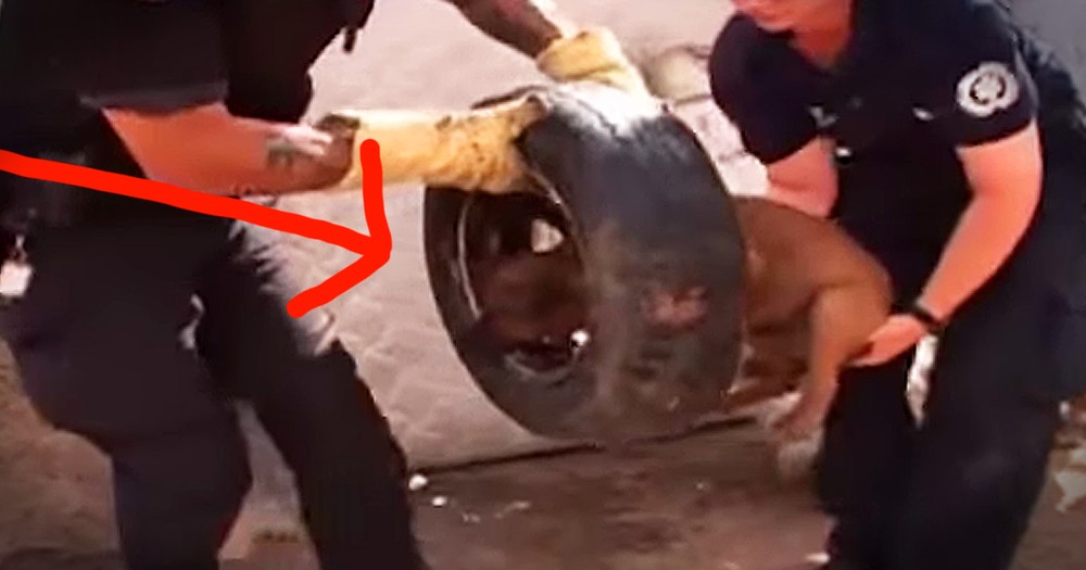 Poor Dog With Head Stuck In Tire Gets Beautiful Rescue