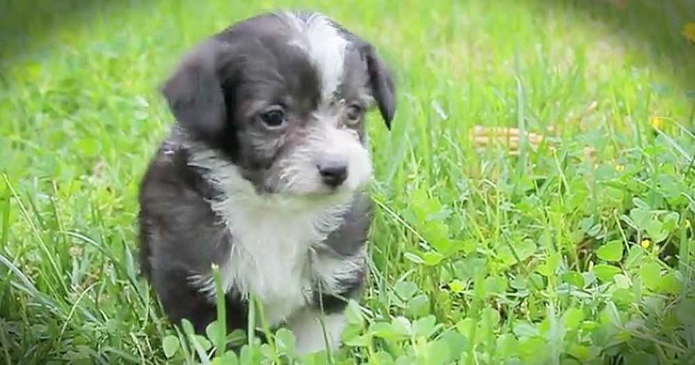5 Precious Rescue Pups Feel Grass For The First Time