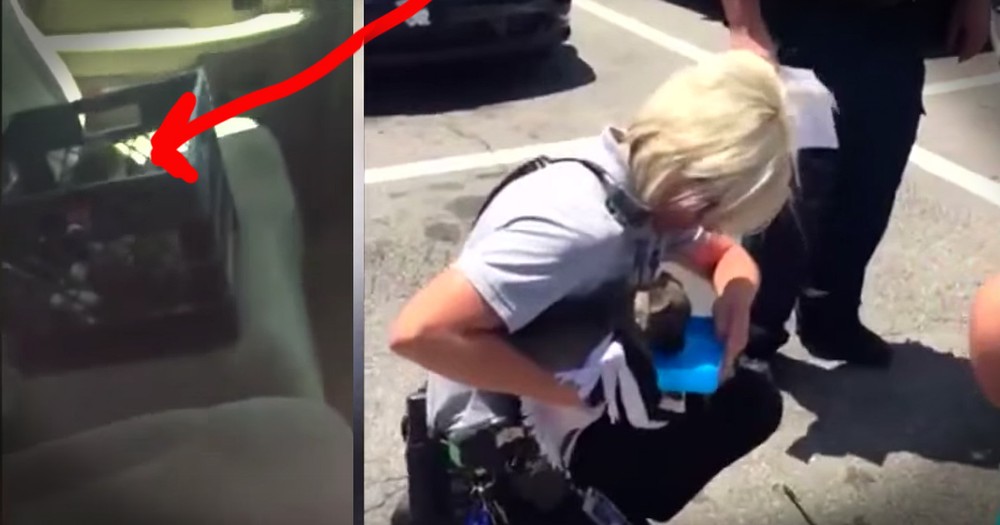 Puppy Left In Hot Car Gets Incredible Police Rescue