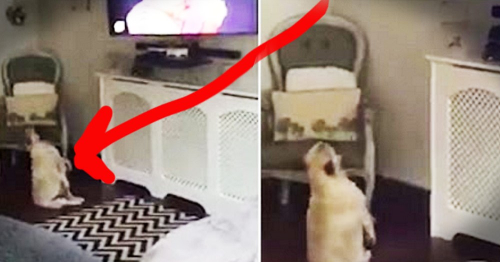 Pug's Lazy Dance Moves Will Make Your Day