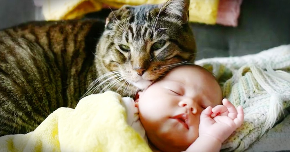 Rescue Kitty Snuggling The New Baby Is Too Sweet