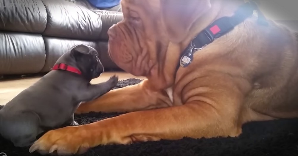This Really Cute Puppy Just Found A Friend In This Giant Dog And My Heart's Melting