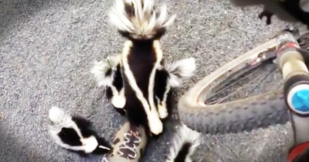 Momma Skunk Teaches Her Babies About Humans With The Help Of A Very Patient Cyclist