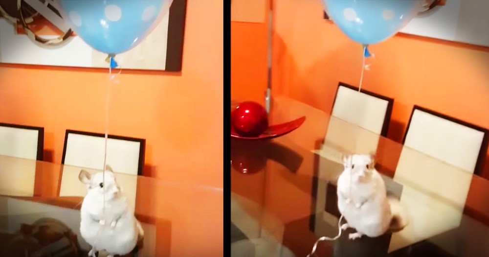 This Chinchilla Holding A Balloon With His Tiny Hands Made My Day