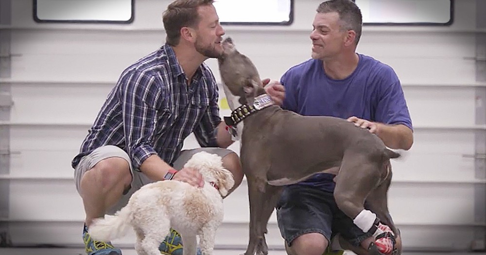 Abused Pit Bull Left For Dead Receives New Leg And Becomes Therapy Dog
