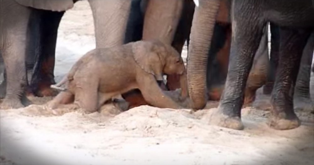 Baby Elephant Only Minutes Old Is Surrounded And Taught To Stand By Her Family