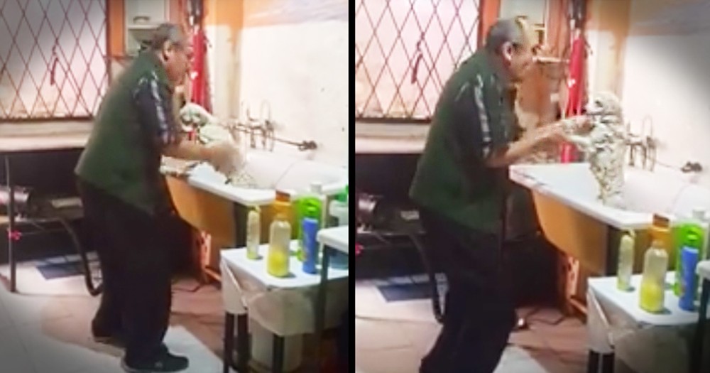Pet Groomer Gets Caught Dancing With A Dog And It's Beyond Adorable