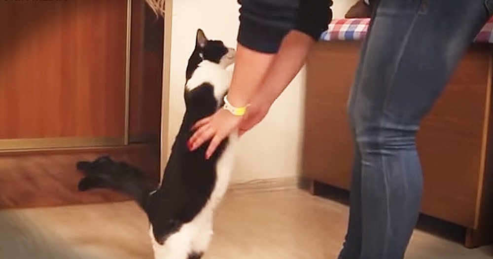 Affectionate Cat Loves Getting Hugs