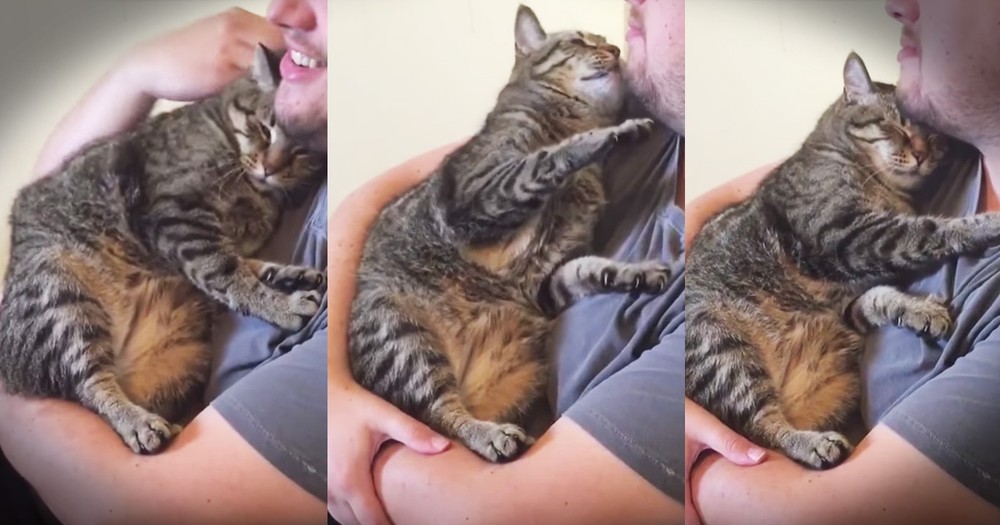 Sweet Kitty Really Love Scratches And Snuggles