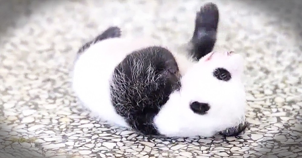 5-Week-Old Panda Adorably Tries To Roll Over