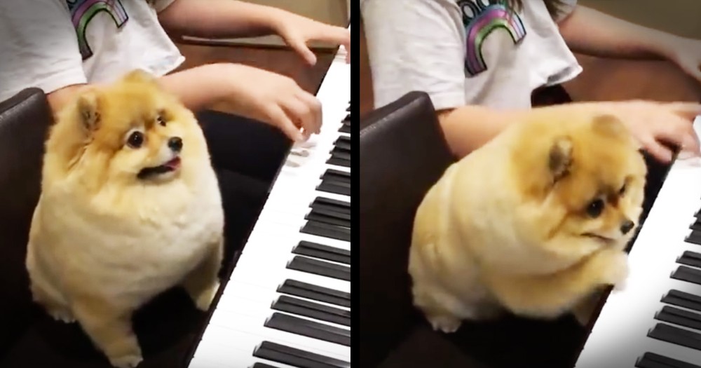 Precious Pomeranian Is One Talented Pianist