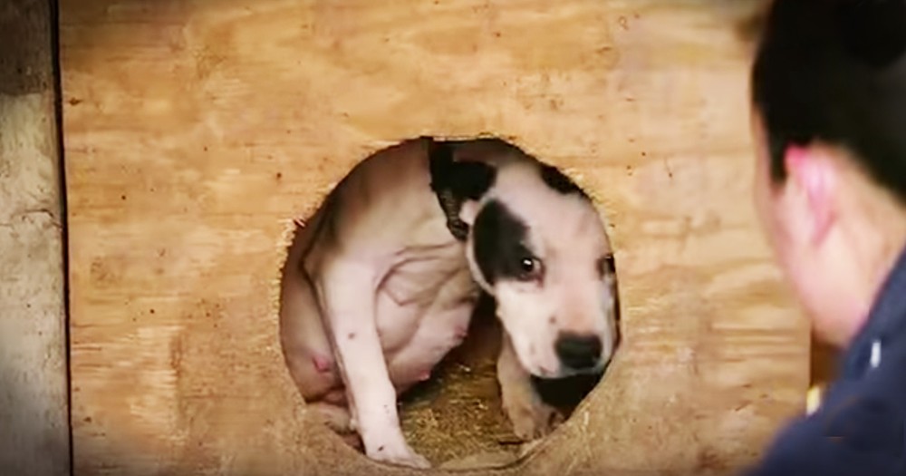 Momma Dog Saved From Fighting Ring Just Before Giving Birth