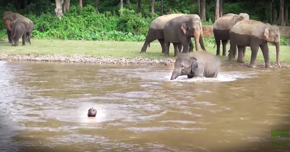 Sweet Baby Elephant Jumps In To Rescue Her Favorite Human She Thought Was Drowning