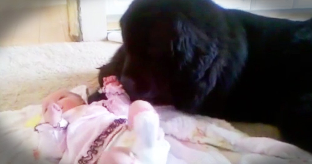 This Big Pup Is One Adorable Babysitter