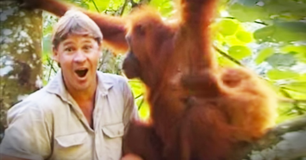 Watch The Incredible Moment Steve Irwin Is Accepted By An Orangutan