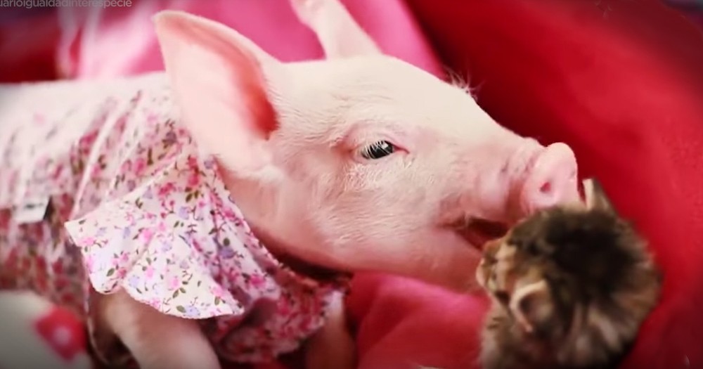 This Rescue Piggy And Kitty Are Best Friends And It's Adorable