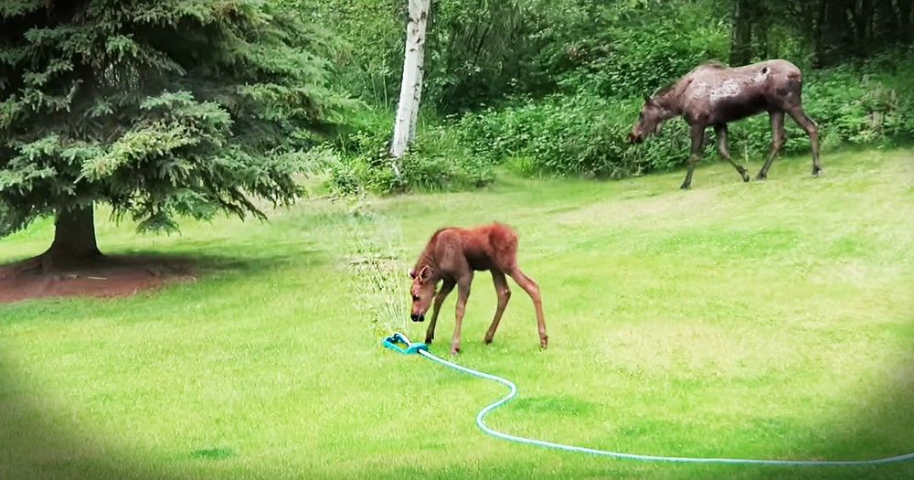 These Kind Neighbors Set Up The Cutest Play Time For A Baby Moose