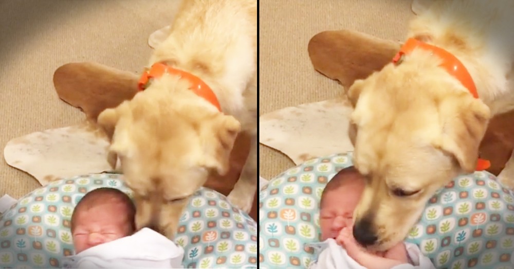 Sweet Labrador Is A Baby Whisperer