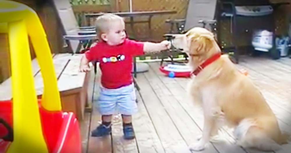 Baby Boy Helps Give A Blind Dog A Snack