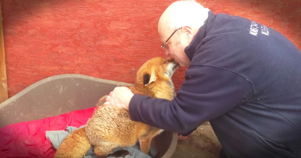 Fox Gives The Cutest Snuggles To Her Favorite Human
