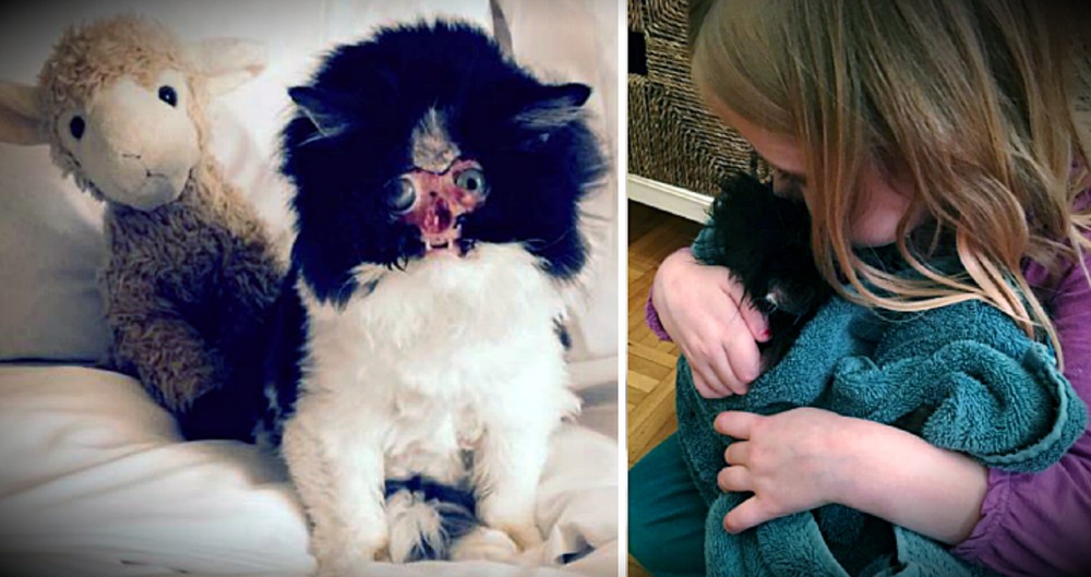 An Accident Left This Kitty With No Face, But She's Loved Just As She Is
