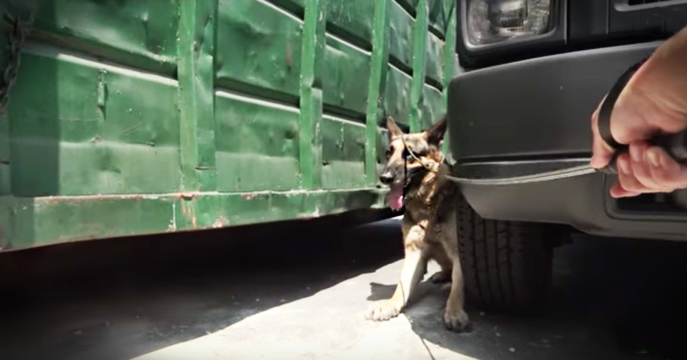 Kind Security Guards Team Up To Rescue This Poor Homeless German Shepherd