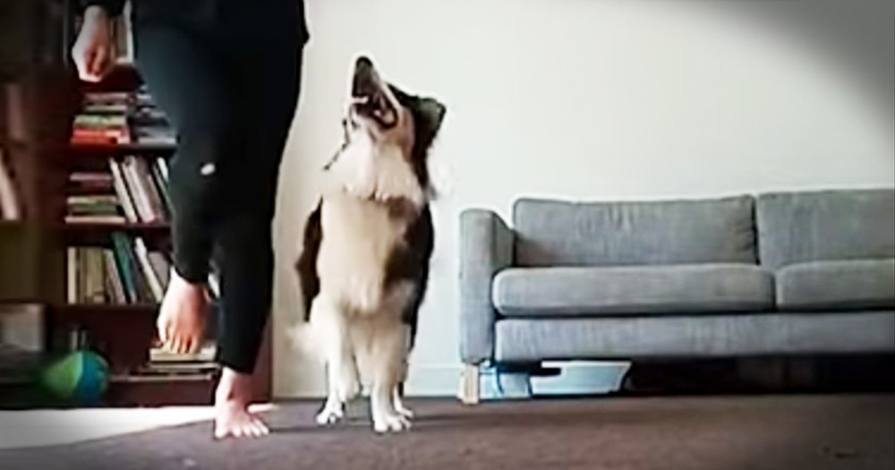 Talented Dog Learns Irish Step Dancing