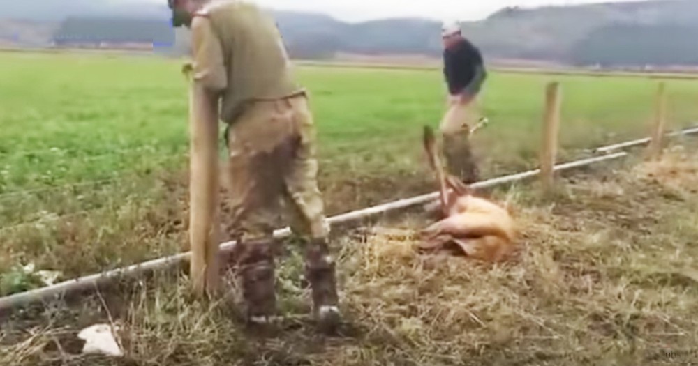 Hunters Rush To Rescue A Calf Stuck In A Barbed Wire Fence