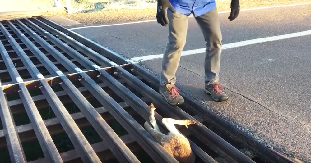Kangaroo Was Stuck In A Road Grate Until Just The Right Person Came Along