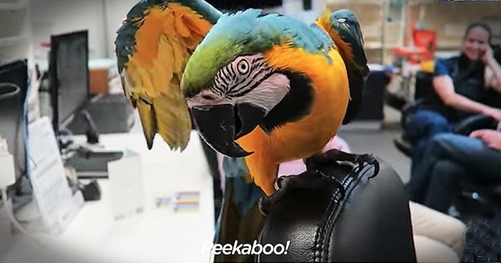 Funny Bird Loves To Play Peekaboo