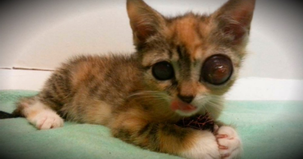 Stray Kitten With Frog Eyes Fights For Life And A Second Chance