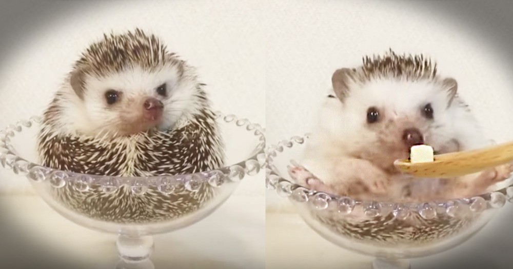 Just A Tiny Hedgehog Eating Some Cheese