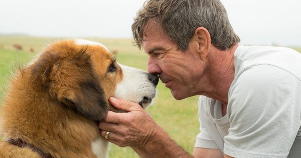 New Movie 'A Dog's Purpose' Is Hitting All The Heartstrings