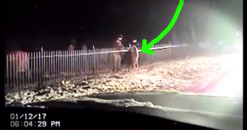 Cops Work Together To Rescue Deer Trapped In A Fence
