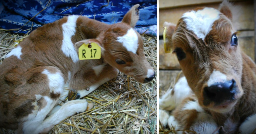 Unwanted Baby Cow Considered 'Trash' Is Mocked At Auction