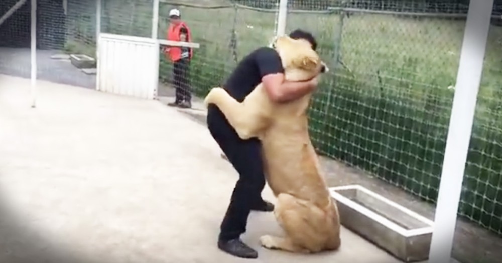 Rescued Lion Can't Stop Snuggling The First Man Who Showed Her What Love Is