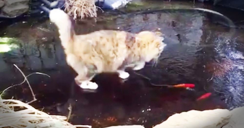 Cat Adorable Chases Fish Under A Frozen Pond